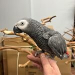 African Grey Congo - Image 2