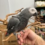 African Grey Congo - Image 4