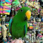 Solomon Island Eclectus - Image 2