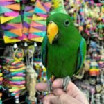 Solomon Island Eclectus - Image 4