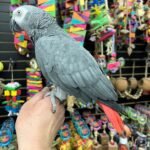 African Grey Congo (ZeeK) - Image 3