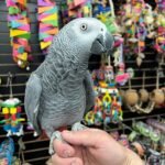 African Grey Congo (ZeeK) - Image 2