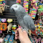African Grey Congo (ZeeK) - Image 4