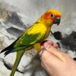 Sun Conure