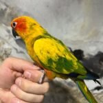 Sun Conure - Image 3