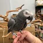 African Grey Congo - Image 5
