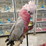 Rose Breasted Cockatoo
