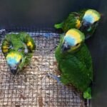 Baby Blue fronted Amazon parrot