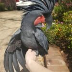 Black Palm Cockatoos