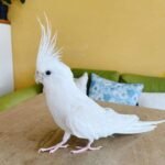Cockatiel Albino