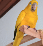 Golden Parakeet - Image 2