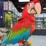 Greenwing Macaw (BELLA)
