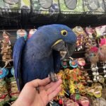 Pet Parrot Store place picture