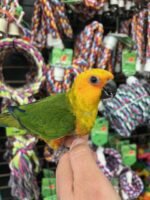 Jenday Conure