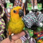 Jenday Conure - Image 3