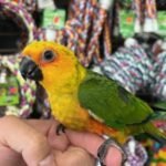Jenday Conure - Image 2