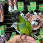 Nanday Conure - Image 2