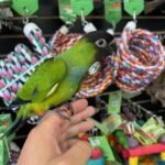 Nanday Conure - Image 4