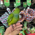 Nanday Conure