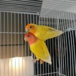 Lutino peach faced lovebird