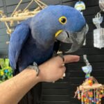 Meet " Nick" Hyacinth Macaw 7years old