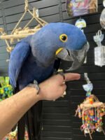Meet " Nick" Hyacinth Macaw 7years old