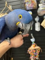 Meet " Nick" Hyacinth Macaw 7years old - Image 4