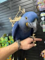 Meet " Nick" Hyacinth Macaw 7years old - Image 3