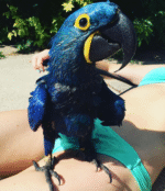 Hyacinth Macaw - Image 2