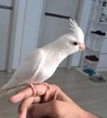 Cockatiel Albino - Image 2
