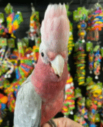 Rose Breasted Cockatoo - Image 2