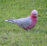 Rose Breasted Cockatoo - Image 3