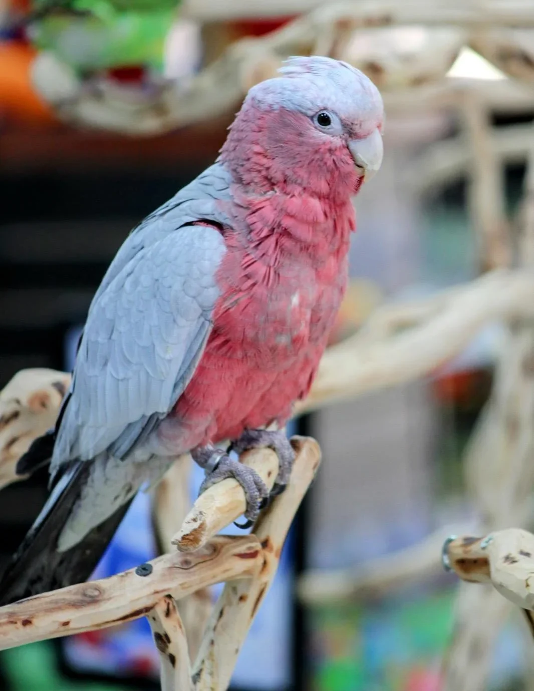 Rose-Breasted-Cockatoo-e1735740419991