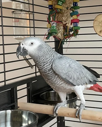 african-grey-parrots-for-sale-qlxhzmwdlv3ug6sgfot1s221o9e92zh4vwzt7pyv7s