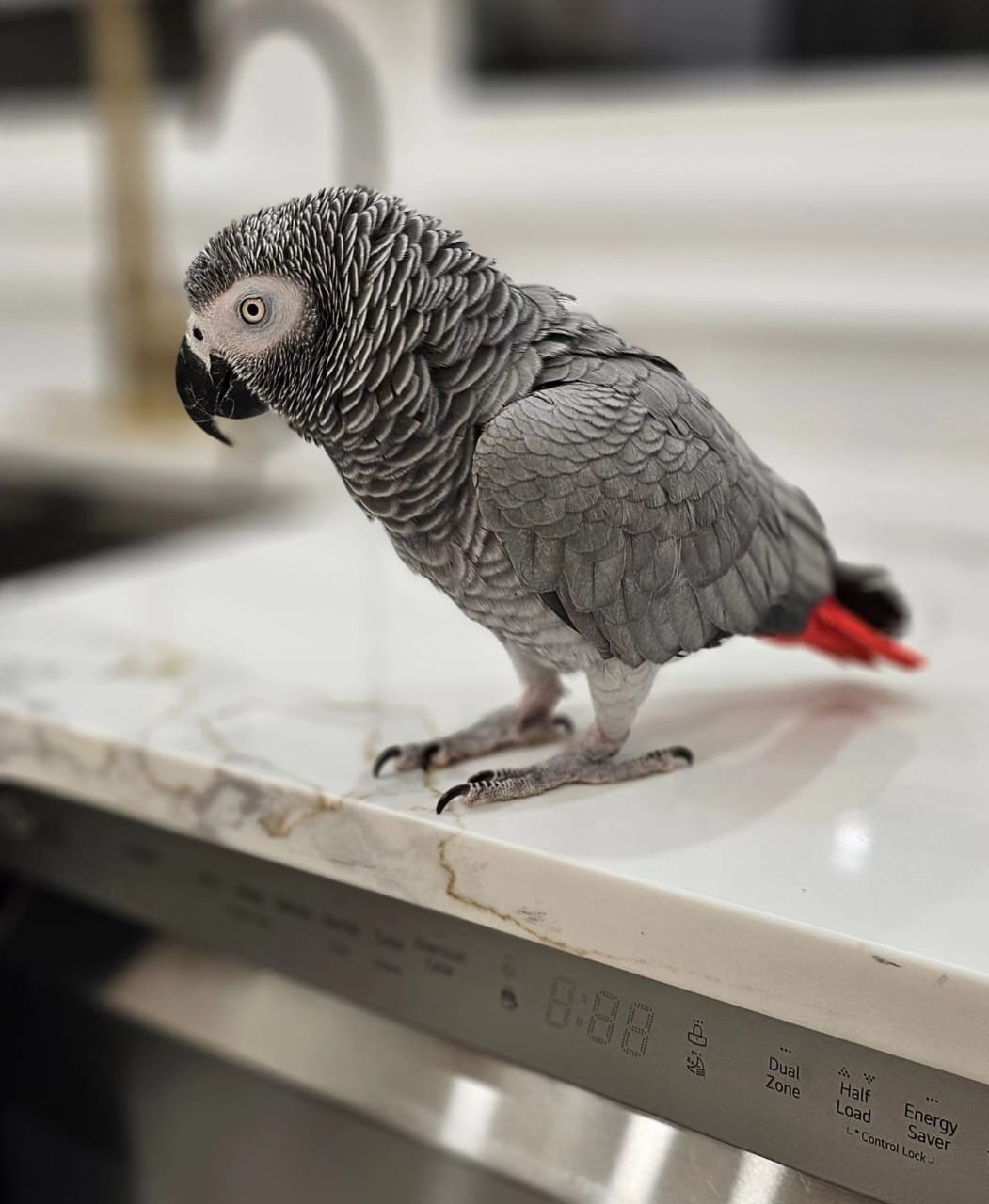 congo-african-grey