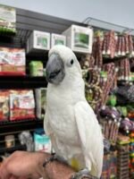 Umbrella Cockatoo