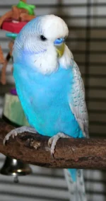 Texas Clear Body Violet English Budgies for sale (Budgerigar) - Image 2