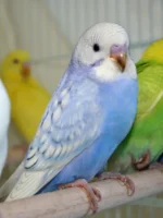 Texas Clear Body Violet English Budgies for sale (Budgerigar)