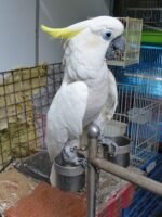Sulphur Crested Cockatoo - Image 2