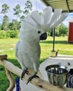 Umbrella Cockatoo - Image 2