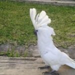 Umbrella Cockatoo - Image 3