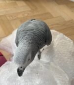 African grey - Image 7