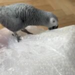 African grey