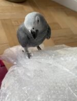 African grey - Image 6