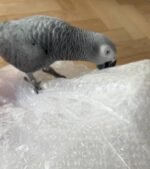 African grey - Image 5