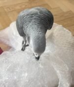 African grey - Image 4