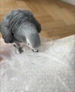 African grey - Image 3