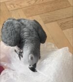 African grey - Image 2
