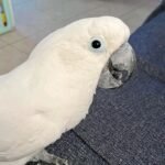 Umbrella Cockatoo (LEN) - Image 4