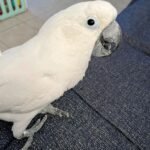 Umbrella Cockatoo (LEN)